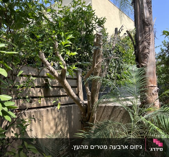עץ גזום ליד קיר עם צמחייה ירוקה